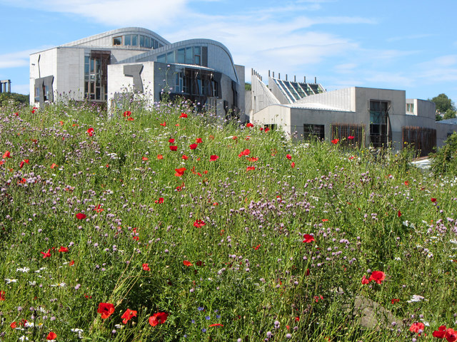 Wild flowers at the Scottish Parliament