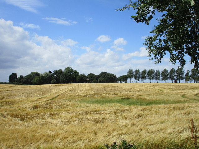 Barley field at Mill Hill