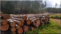 NH3940 : Forestry work near Struy by Mike Pennington