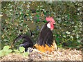 Bantam rooster at Redlead Mill