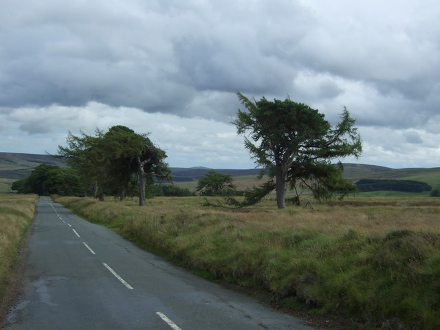 Trees beside the B6355