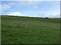 Hillside grazing, Millknowe