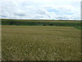 Cereal crop, Broombank