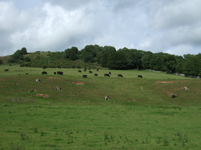 Hillside grazing, Burnhouses