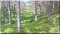 Woodland near Glenmore Lodge