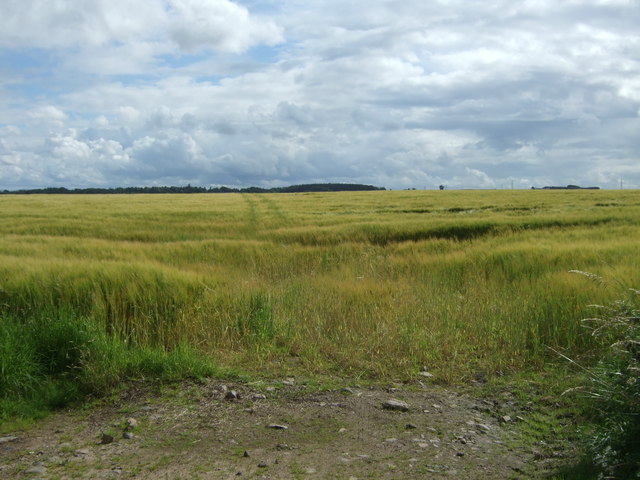 Cereal crop east of Marden