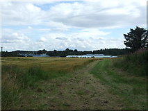 NT8456 : Crop field near Whiteadder Water by JThomas