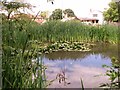 TG2701 : Pond in the Memorial Garden, Poringland by Evelyn Simak