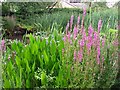 Purple loosestrife  (Lythrum salicaria)