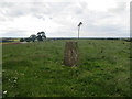 Trig point and lone tree in a field on Raith Hill