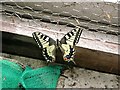 Swallowtail butterfly, Sandrock Hill