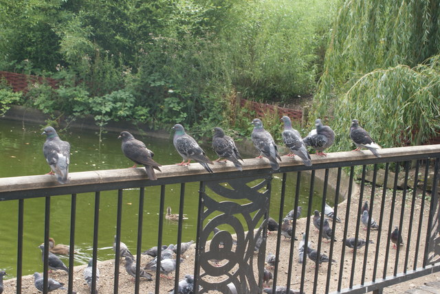 View of a row of pigeons on the railings by the lake in Greenwich Park