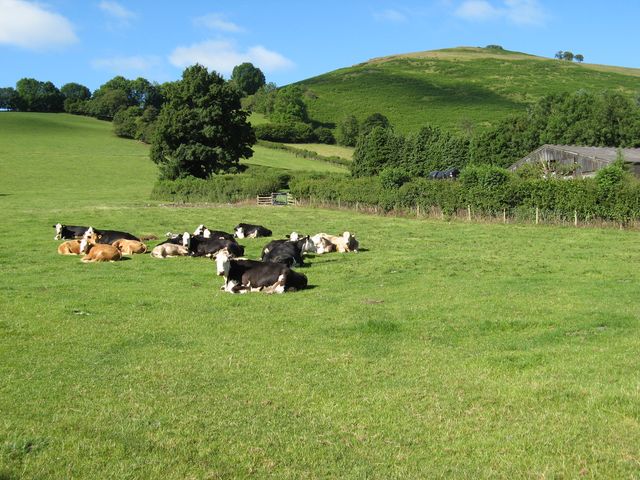 Herd at rest