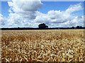 Wheat field, Hawkwell