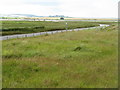NU0943 : Coastal grassland at Lindisfarne by M J Richardson