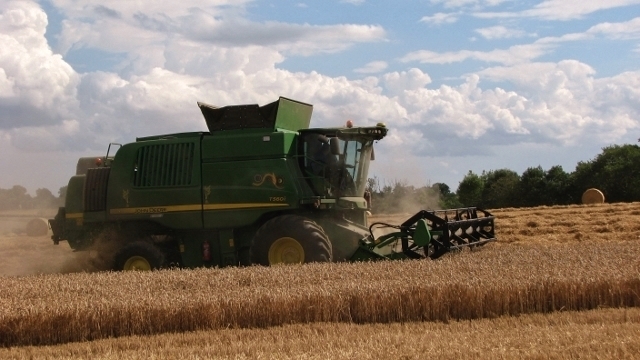Harvesting the wheat