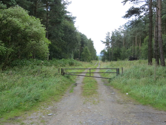 Forest Track to High Moor