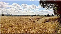 SK7487 : Wind damaged wheat by Chris Morgan