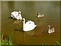 A family of swans