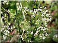 Hedge bedstraw by Love Lane in Mayfield