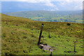 SD8693 : Bridleway above the Buttertubs Pass Road by Chris Heaton