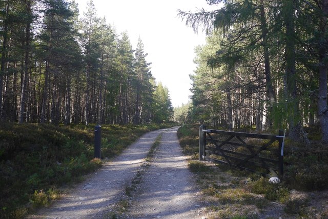 Forest road, Glen Feshie
