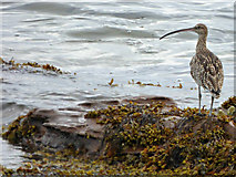 NS2073 : Curlew at Lunderston Bay by Thomas Nugent