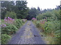 Forestry track, West Moor Plantation