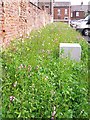 Wildflower border, Cumbria House car park