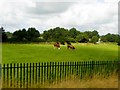 Cows grazing