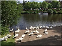 SO8454 : Swan Sanctuary by Alan Hughes