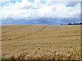 Barley field