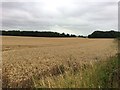 Wheat Field and Langold Holt