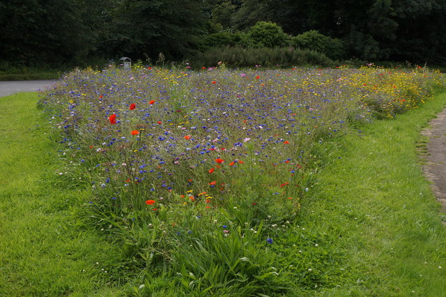 Roadside wildflower mix near Musselburgh Golf Club