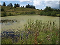 Coalwater Ponds