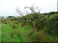 Dead tree next to the footpath from Heath Farm to Longtons Lane, Gisburn Forest