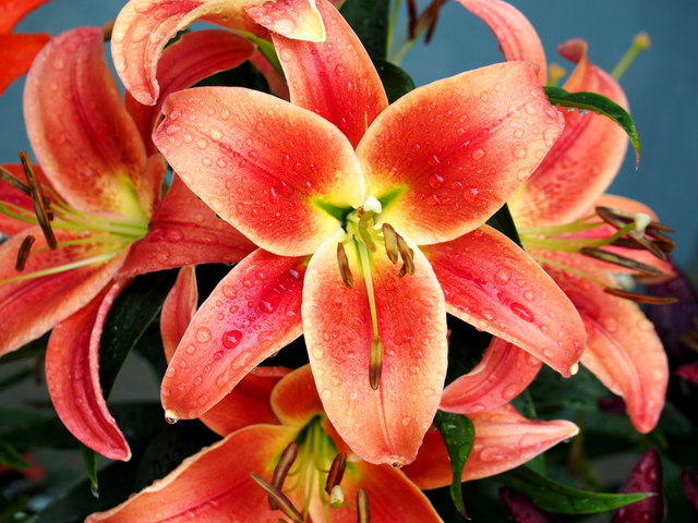 Oriental Lily, 'Montego Bay'