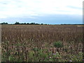 Crop field, Benedict Otes