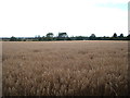 Cereal crop off Cow Watering Lane