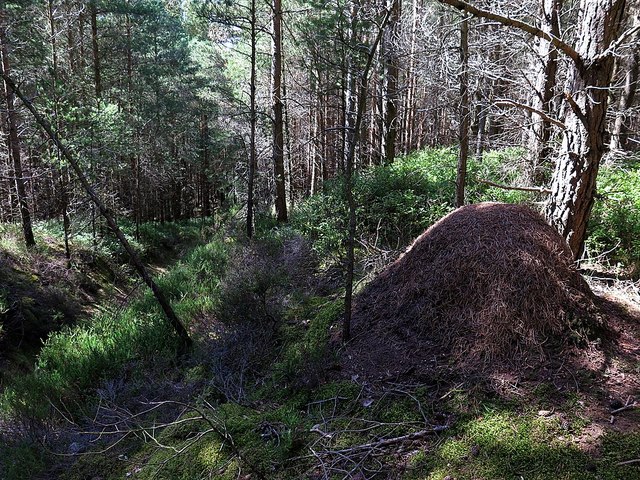 Wood ant nest, Dipton Wood