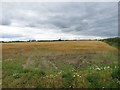 Arable field south of Ulgham