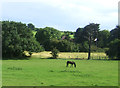 Grazing near the M25 Motorway