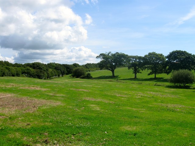 Furze Field