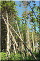ST5007 : Leaning pines, Chedington Woods by Derek Harper