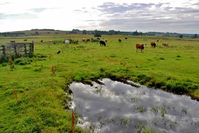 Cattle pasture at Swailend