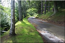 NJ4817 : Tree-lined drive to Ardhuncart Lodge by Alan Reid
