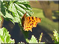 Comma butterfly by the Grand Union Canal