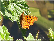 TQ0584 : Comma butterfly by the Grand Union Canal by Mike Quinn