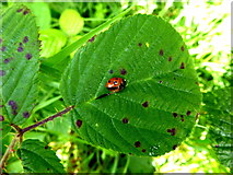 H3580 : Ladybird on a leaf, Legland by Kenneth  Allen