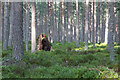 Fallen tree in Glenmore Forest